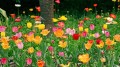 Tulipanes, flores terrestres, pintura de fotos a arte